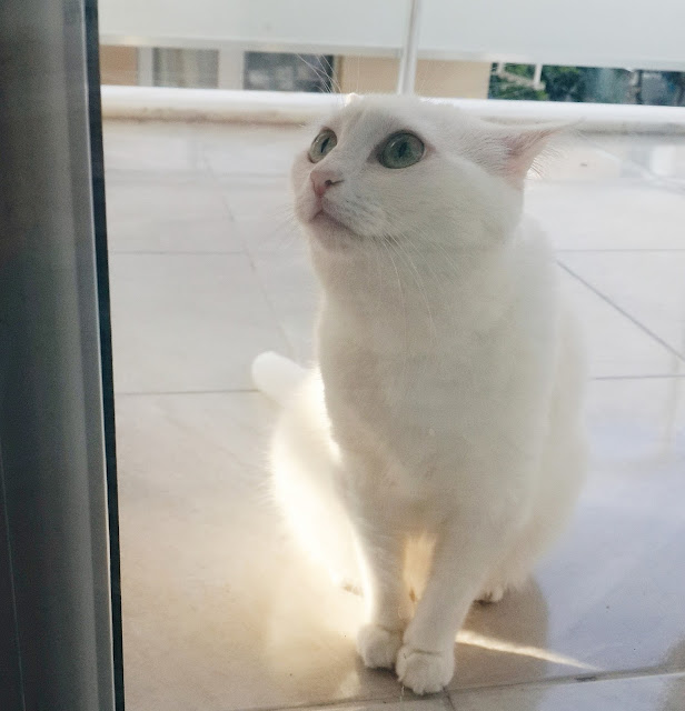 KEDİ BAKIMI VE HAYVAN SEVGİSİ