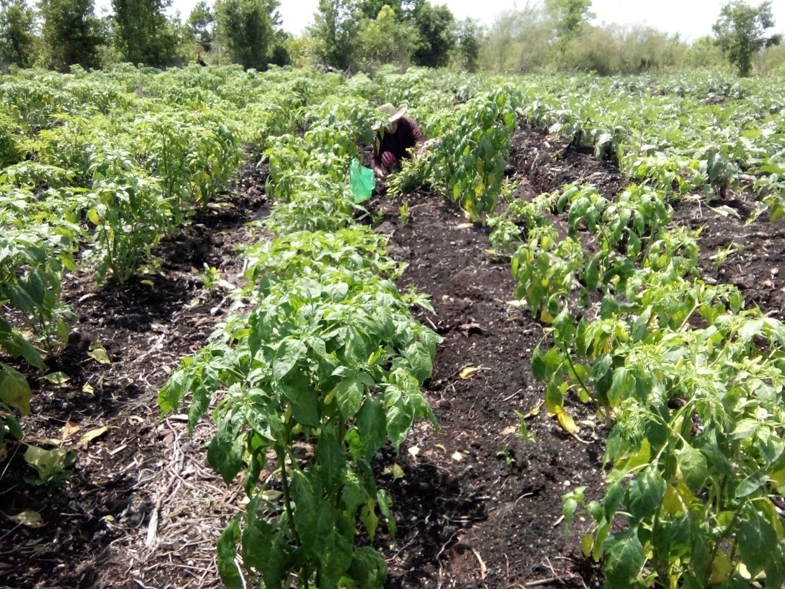 BUDIDAYA TANAMAN DI LAHAN GAMBUT (CABE, TERONG, DLL)