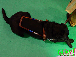 Perro guía. Labrador negro con arnés en posición de descanso. Tumbado con las patas delanteras cruzadas