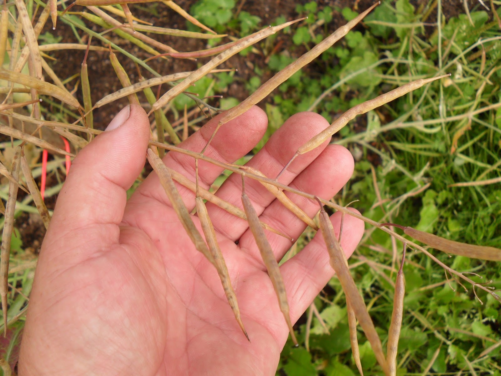 Bills Garden Tips Turnip seeds