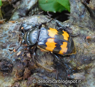 NECROFORO Nicrophorus investigator insetti uccelli fauna e flora selvatica bitdwatching alla fattoria didattica dell ortica a Savigno Valsamoggia Bologna in Appennino vicino Zocca