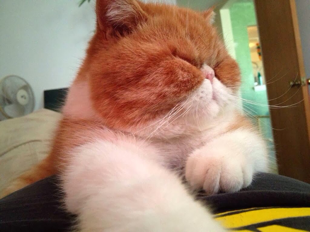 Funny cats - part 92 (40 pics + 10 gifs), chubby flat face cat