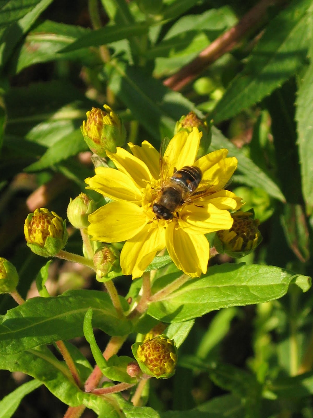 Where Beechmast Falls Last Flowers and Insects in a