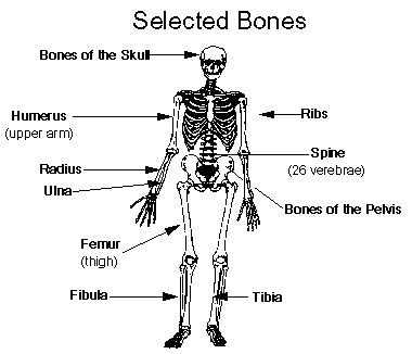 Kennedy Clan Science: Bones 12.6.11