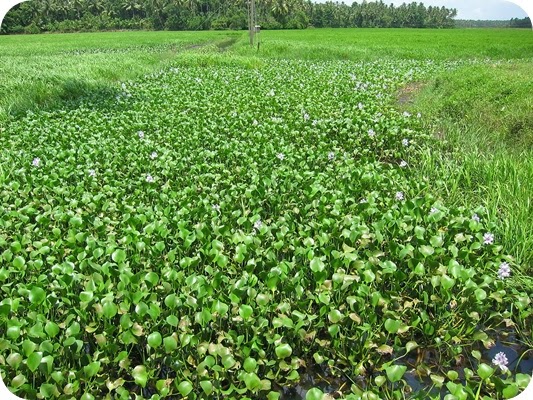 koi-pond-live-plants-water-hyacinth.jpg