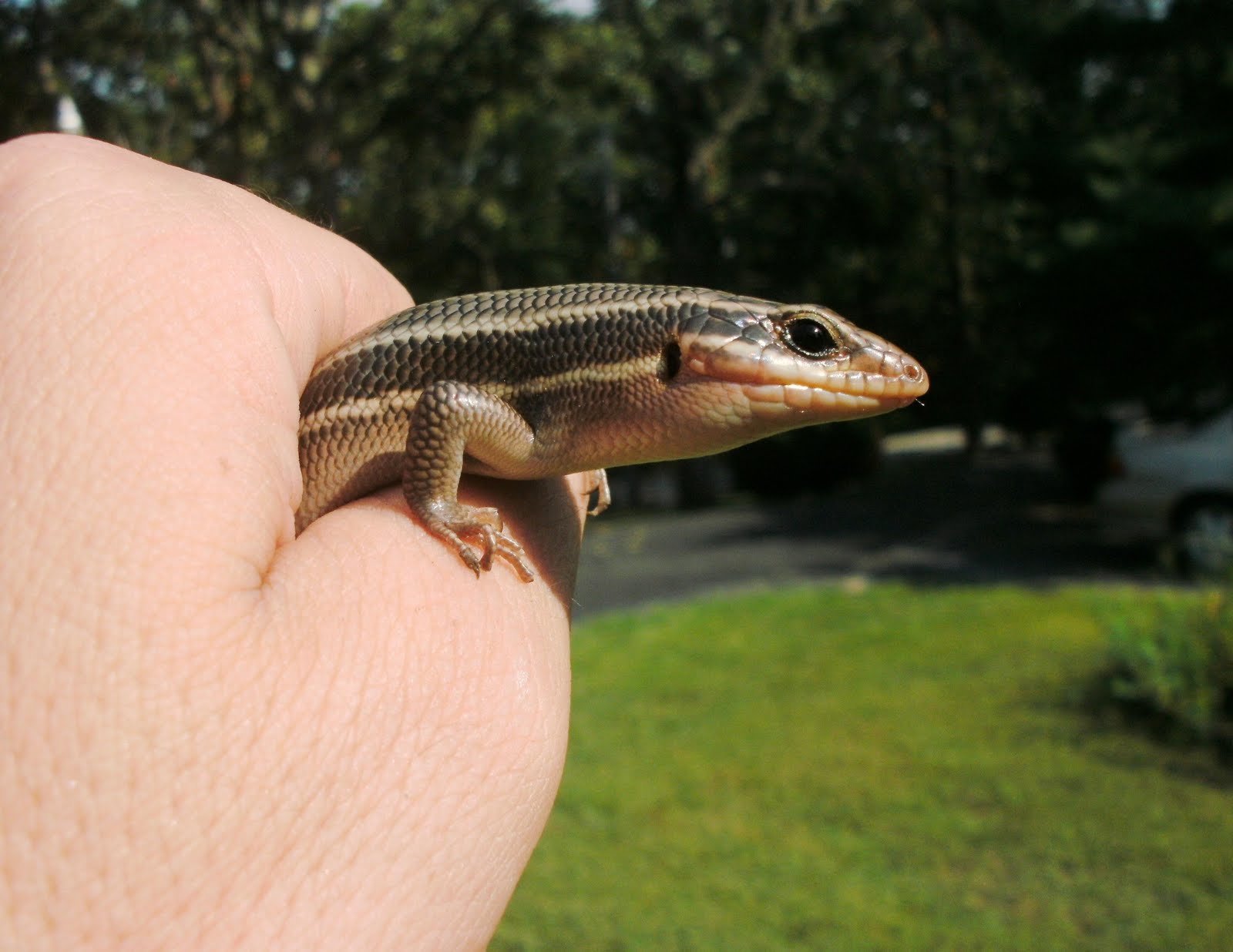 Matthew Fels Striped Missouri Skink Lizard