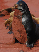 Male Galapagos Sea Lion Patrolling the BeachTurned Red from Sand on Rabida's Red Sand Beach