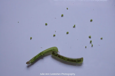 Crotalaria Mucronata Opened Seed Pod - March 4, 2019 Crotalaria Mucronata Opened Seed Pod - March 4, 2019