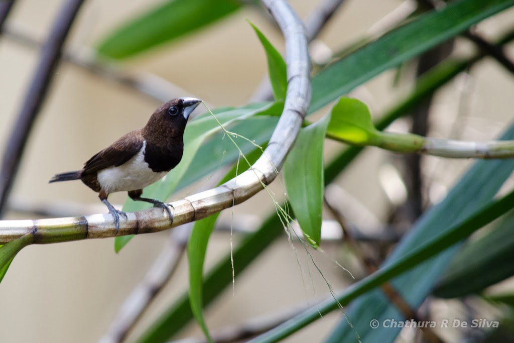 Chathura R De Silva S Blog Birds In My Backyard