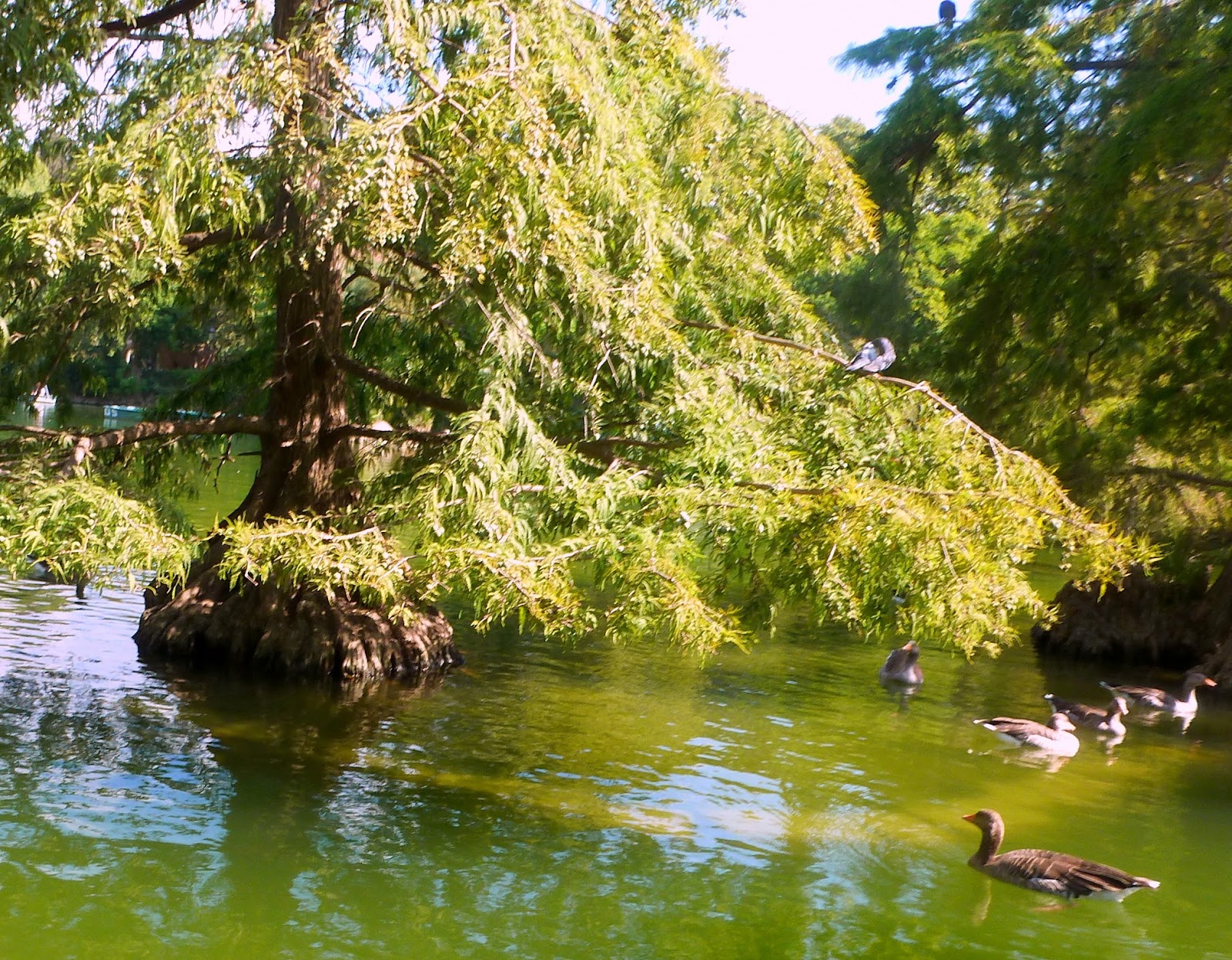 Árboles con alma: Ciprés de los pantanos (Taxodium Distichum)