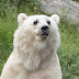 Mataron a Taps, oso capuccino que escapó de su jaula en un zoológico de Alemania