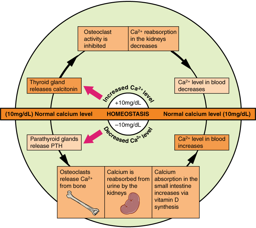 CalciumNormalLevelsPhysiologyHomeostasis