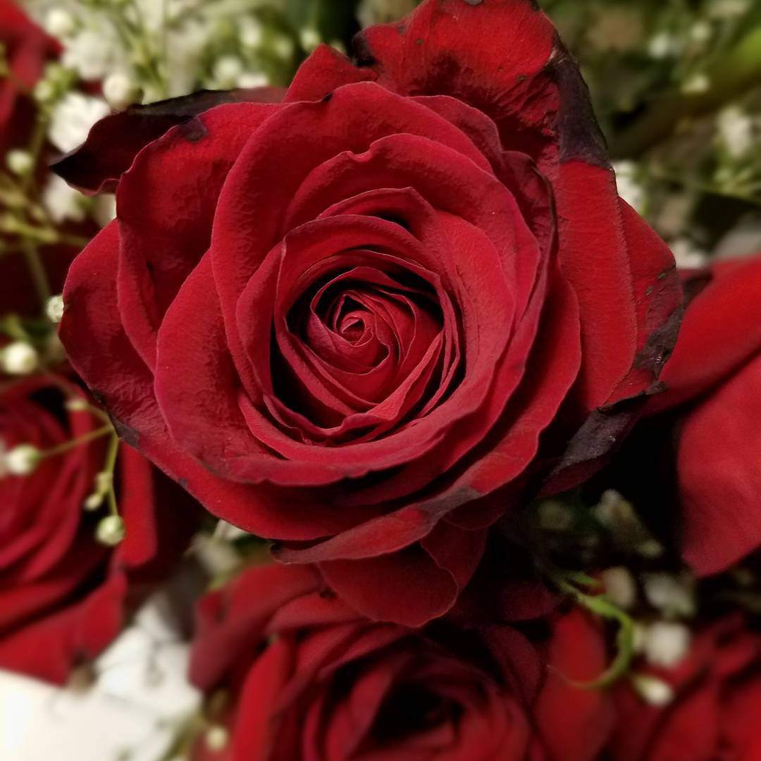 40 Gambar Bunga Rose Untuk Wallpaper Ponsel 40 Gambar Bunga Rose Untuk Wallpaper Ponsel