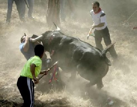 LAS LANZAS DE TORDESILLAS MATAN A VOLANTE.