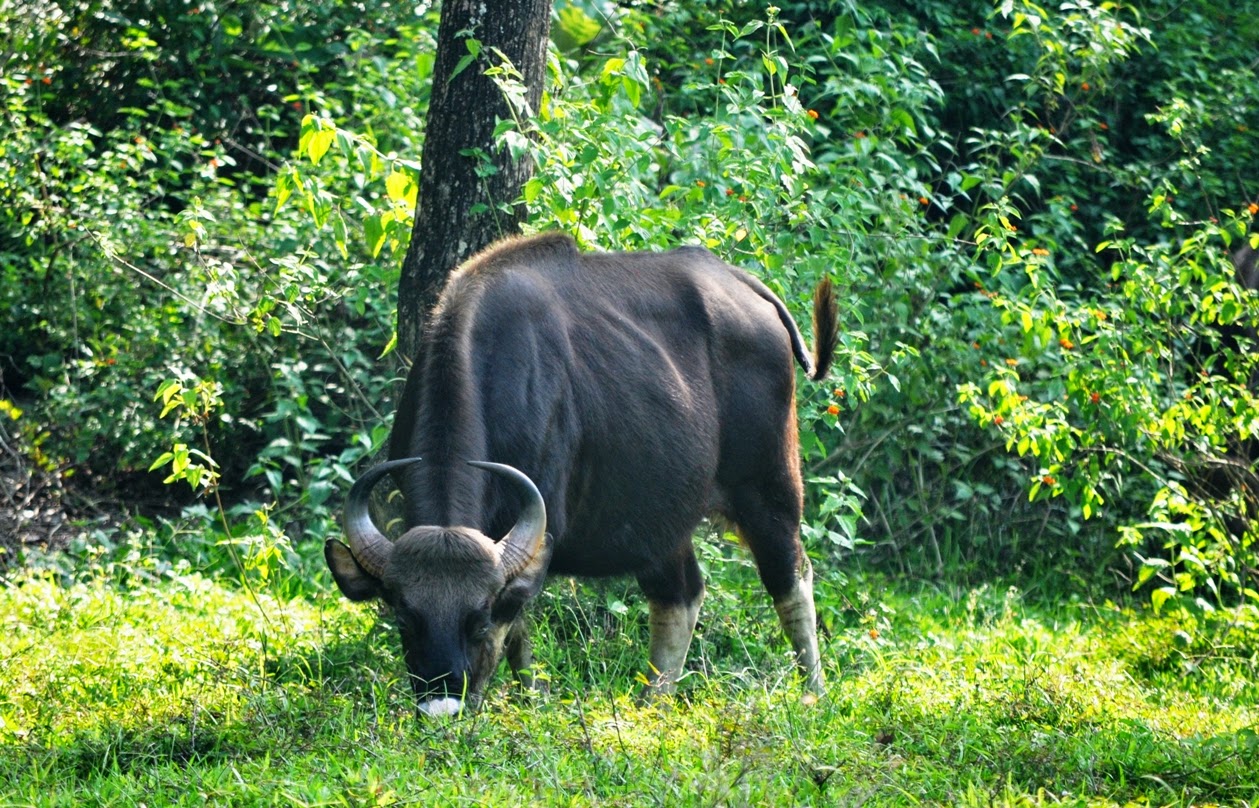 Forest Animals: Kerala Forest Animals