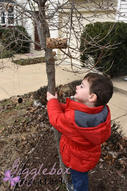 simple and fairly cheap bird feeder, bird feeder out of an empty toilet paper roll, DIY bird feeder,