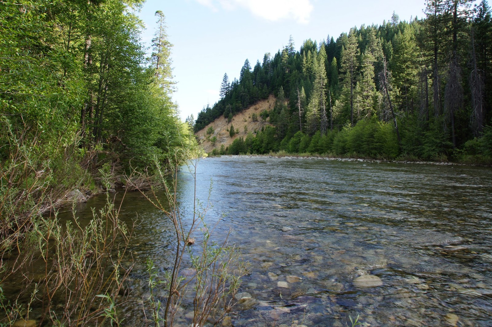 Mamma Quail Hiking California Camping by Trinity River