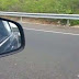 Perro abandonado persigue por kilómetros el auto de sus dueños