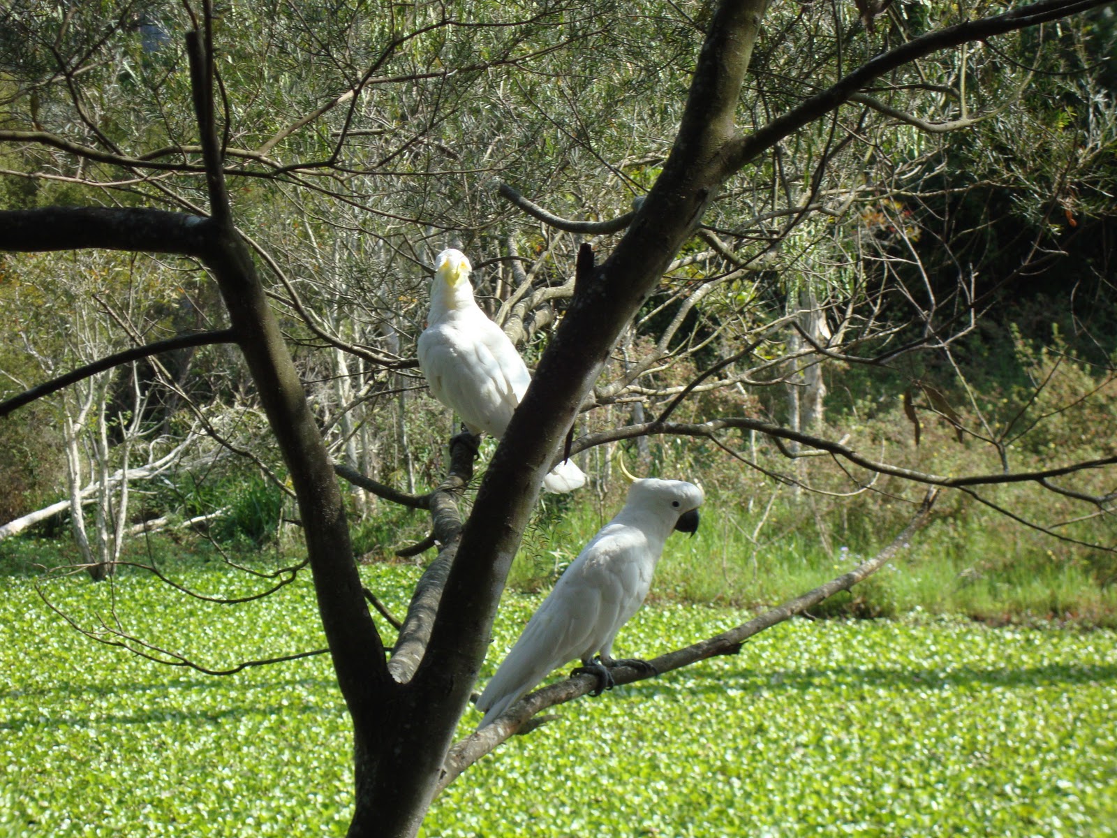 Mik's Random Adventures: Capalaba Regional Park