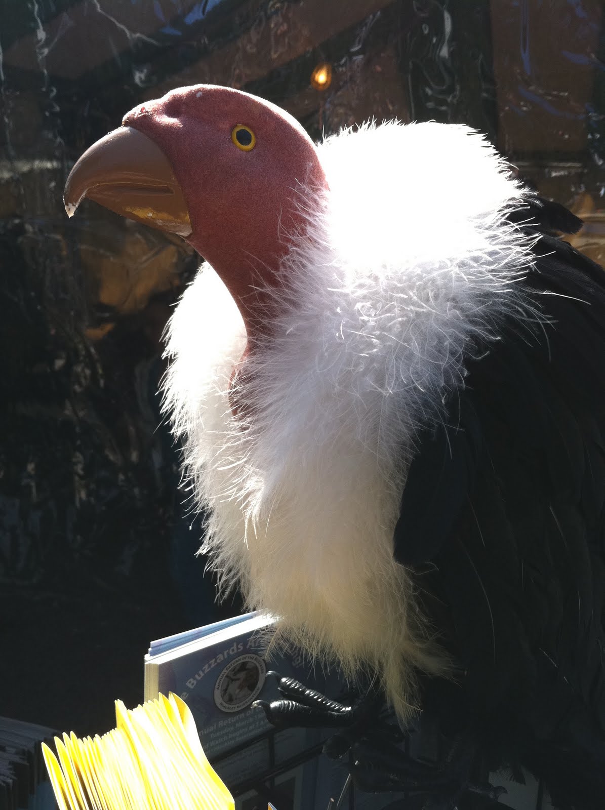 Buzzard Sunday Hinckley, Ohio Ohio Festivals