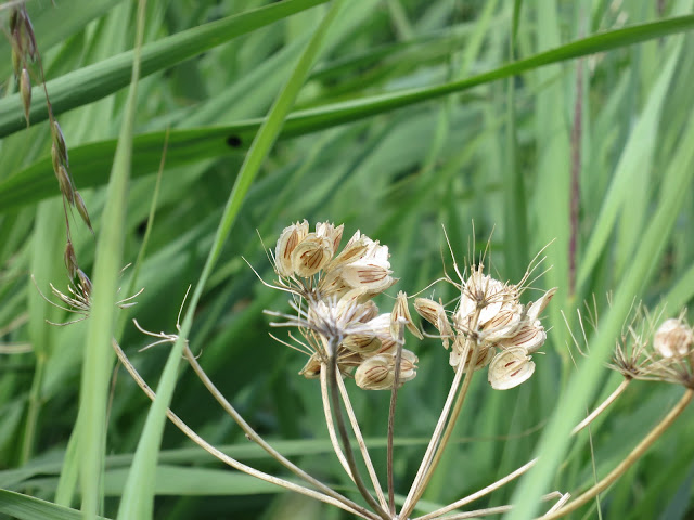 However could they have missed this when they televised the Olympic sailing?  - Dried white seeds on star ubrel.