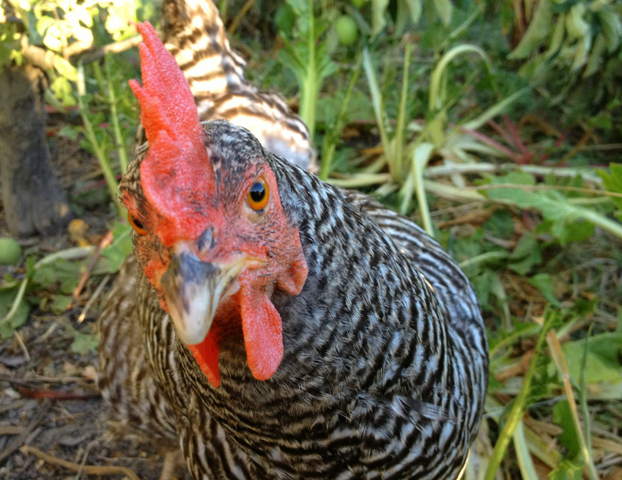 claire b cotts art a painting a day (more or less) black and white hen