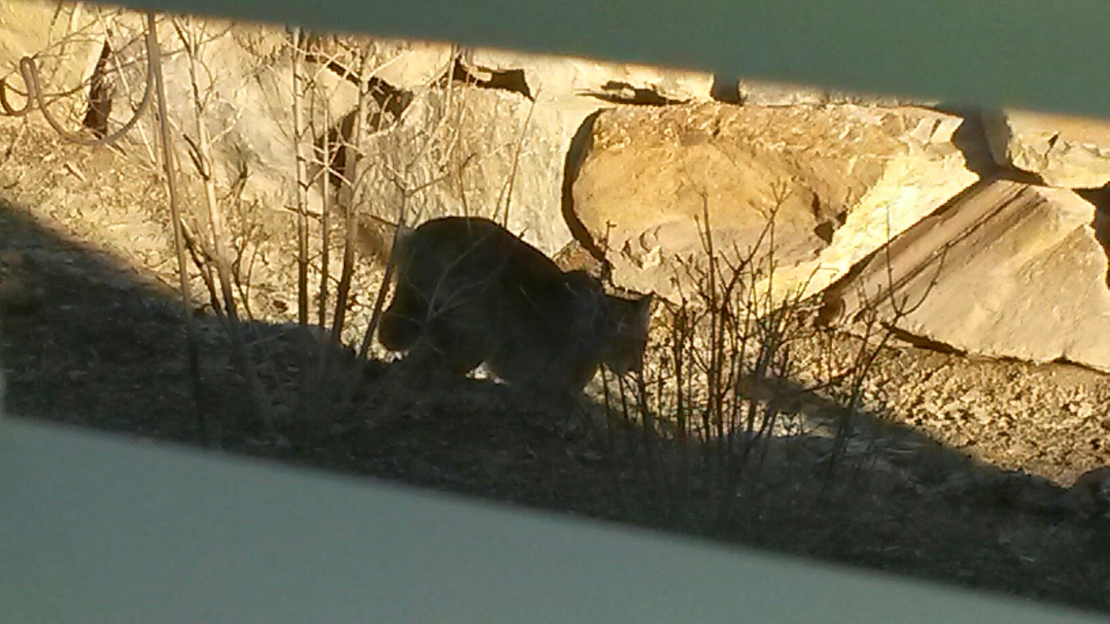 Moristotle Co Fish For Friday