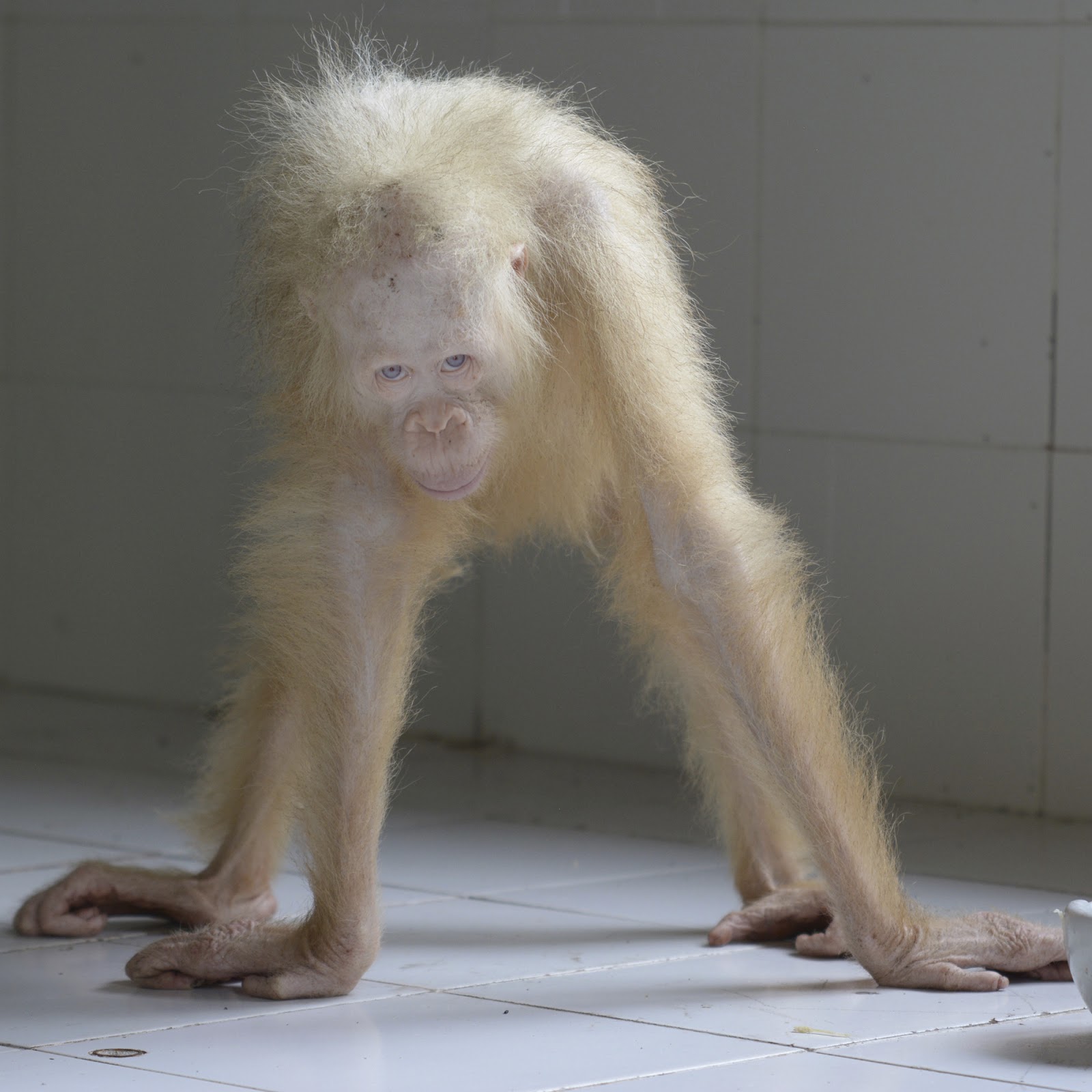 Chattering Teeth: Alba The White Privileged Albino Orangutan Joins