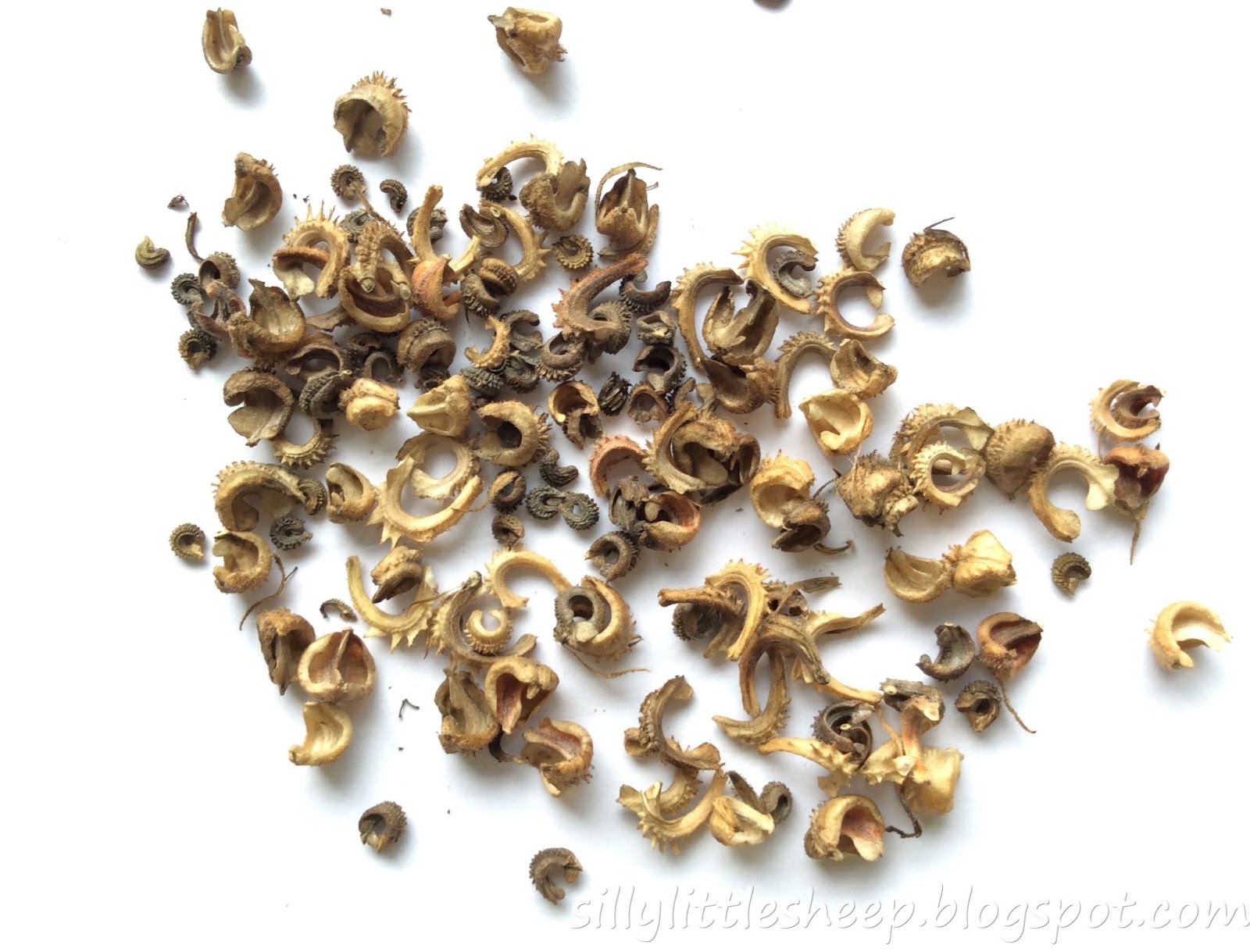 Silly Little Sheep's Blog Collecting Seeds of Pot Marigold (Calendula