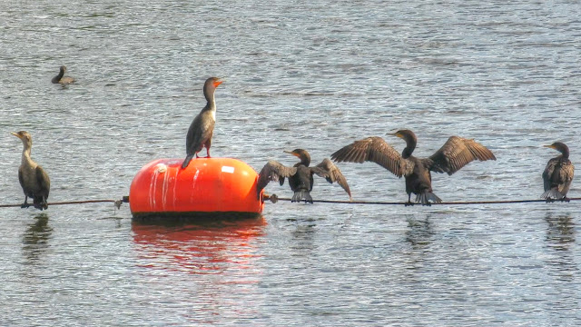 Double-Crested Cormorant Flock