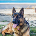 10 Surprising Facts About German Shepherds