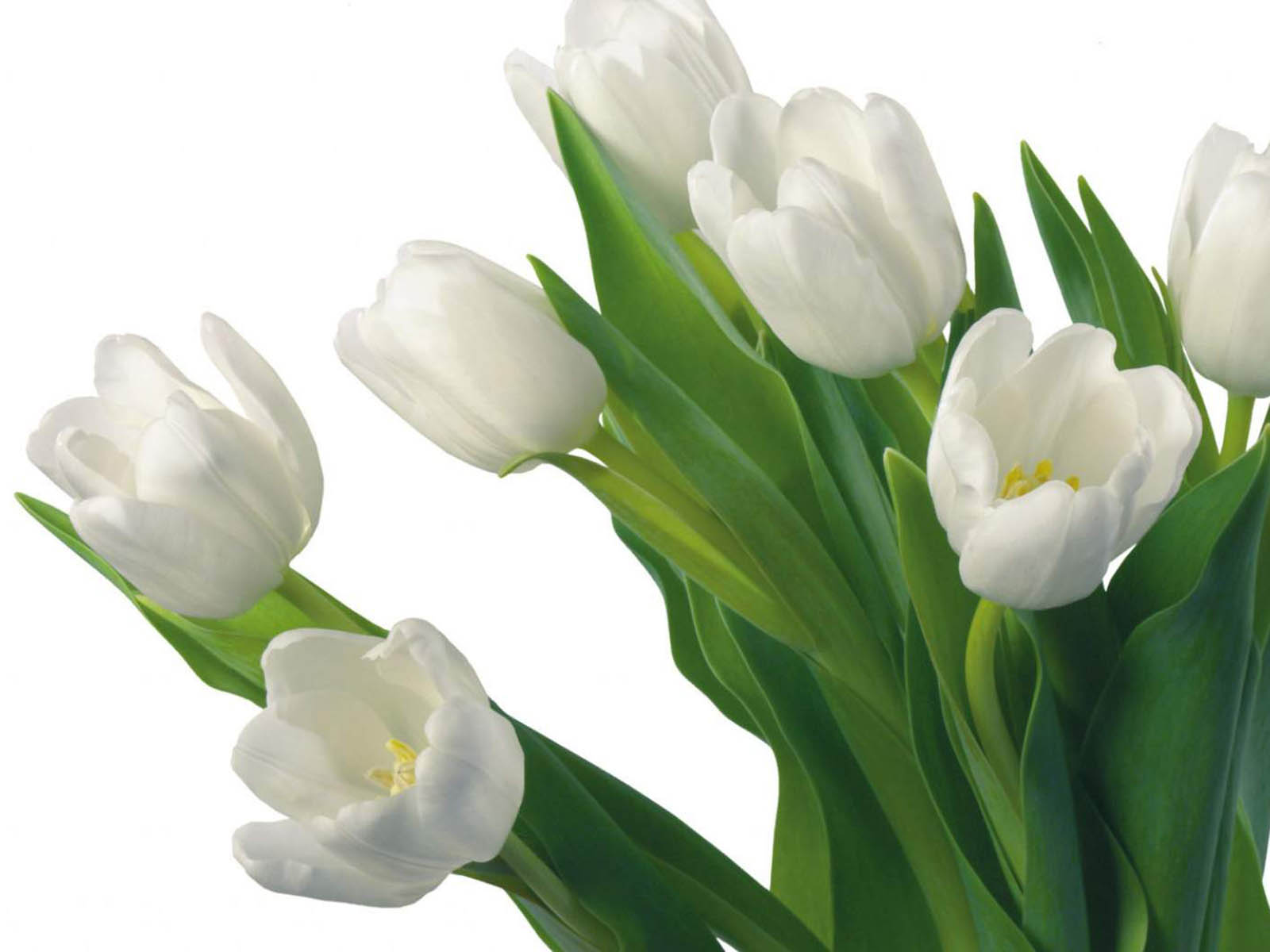 HD Wallpapers: White Tulip Flowers