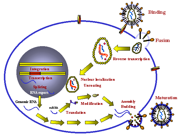 hiv retrovirus