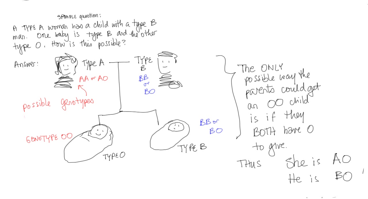 If Two Alleles Are Codominant