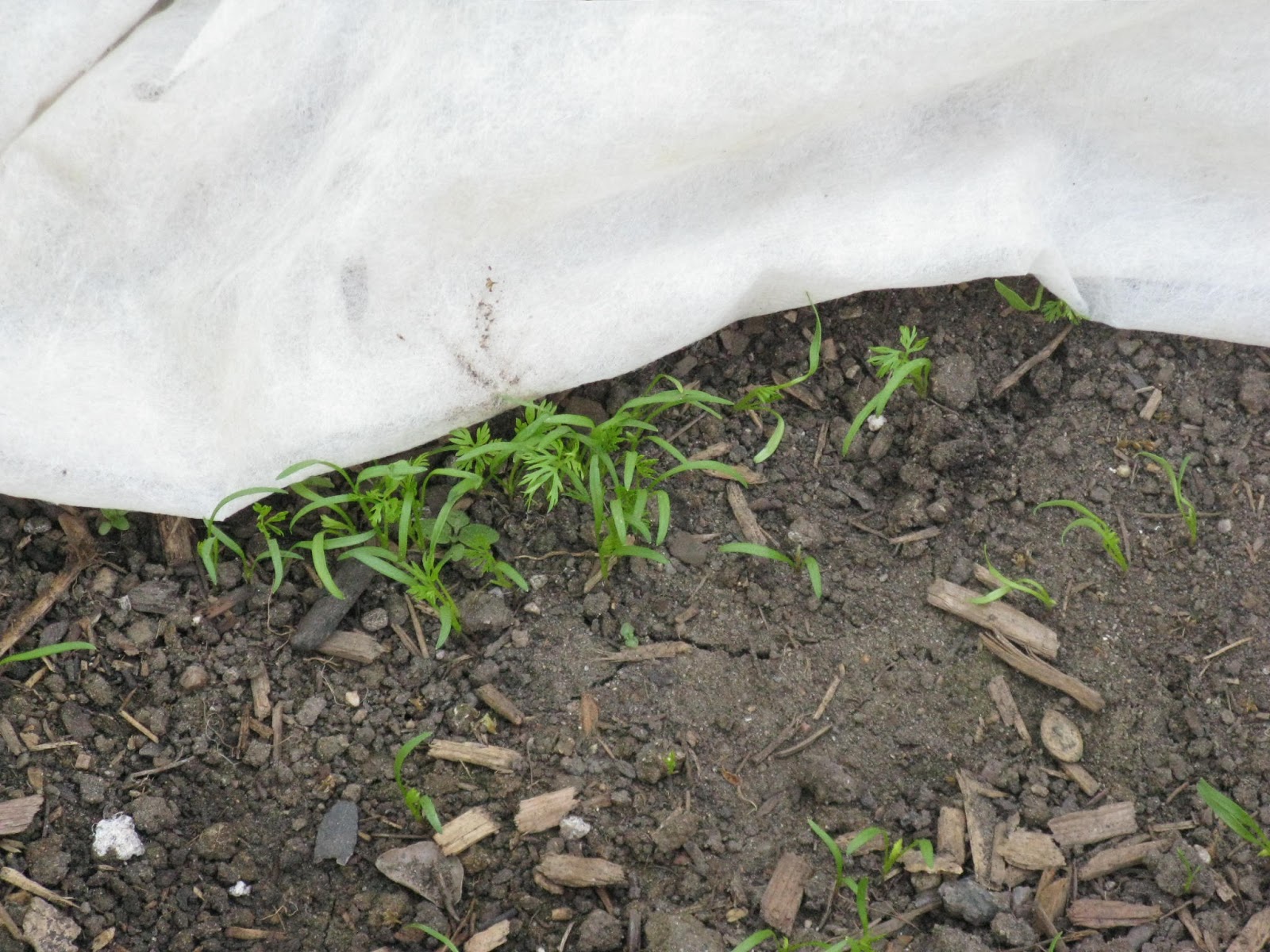 carrot seedlings image carrot seedlings image