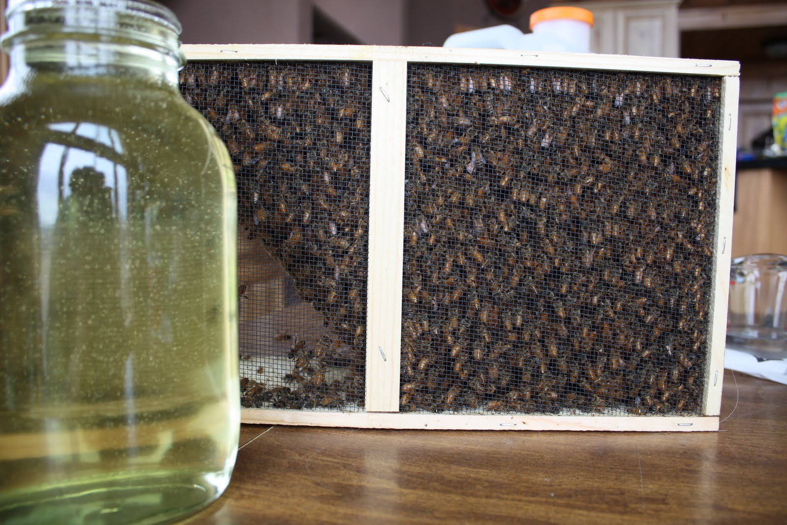 Homesteading At Redtail Ridge Not A Good Beekeeper