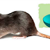 3 Simple Remedies To Get Rid Of House Rats