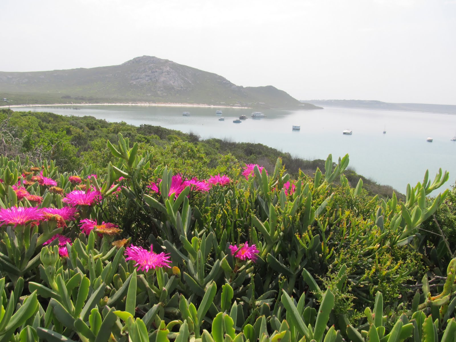 A blog about Cape Town West Coast National Park Wildflowers
