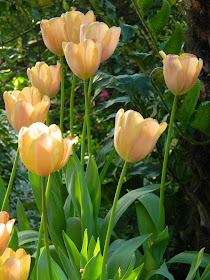 Coral tulips Allan Gardens Conservatory 2015 Spring Flower Show by garden muses-not another Toronto gardening blog 