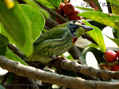Coppersmith barbet - Megalaima haemacephala
