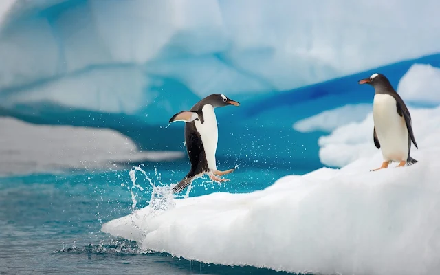 Pinguïns op het ijs