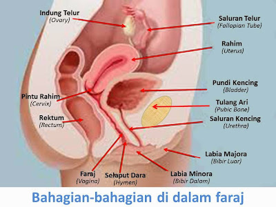 http://2.bp.blogspot.com/-K2s3DoVaCHU/U2Wzxd64QbI/AAAAAAAAUH8/mtG7qvNIie0/s1600/bahagian-bahagian+dalam+faraj.jpg