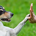 Expert in dog Training provides 5 tips for educators before starting obedience exercises 