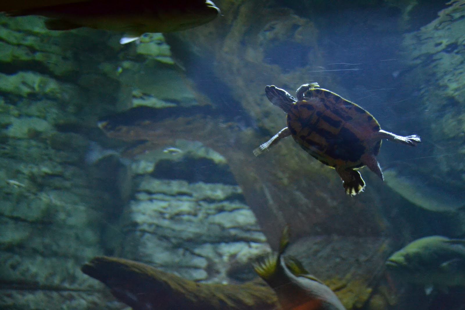 My Country Roads Wild and Wonderful Aquarium at Cabela's