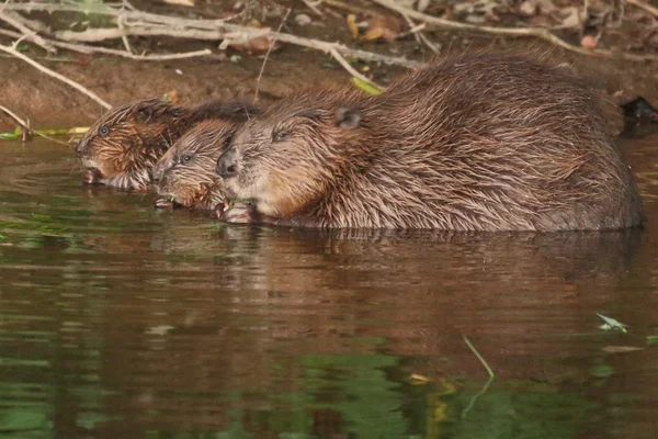 River Otter beaver mother with her kits near Otterton, East Devon - Photo copyright Mike Symes/Devon Wildlife Trust (All rights Reserved)