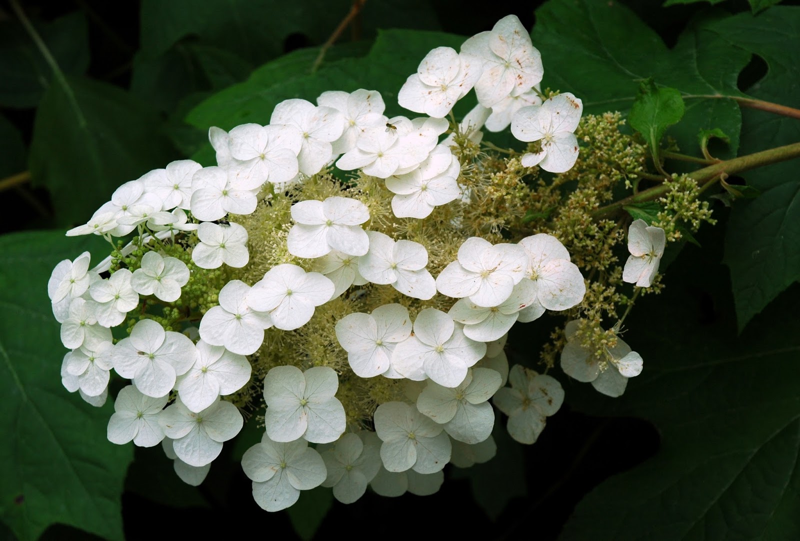 Tin Roof Gardens: The 2013 Tin Roof Gardens Hydrangea Edition, Part 2
