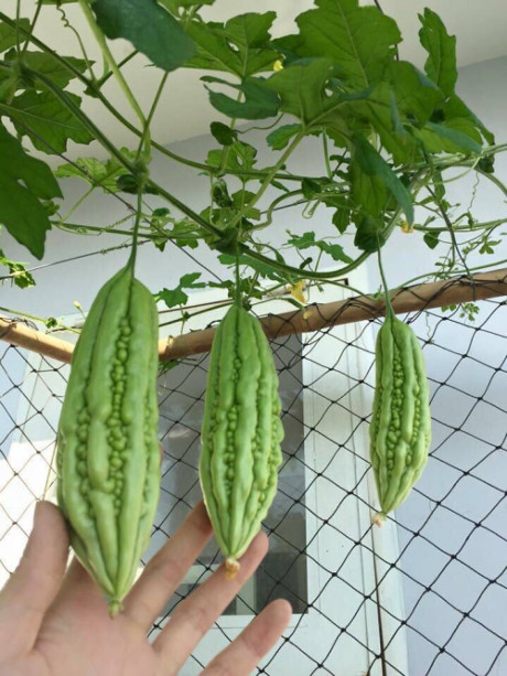 Nguong mo mo hinh VAC cua chang trai 9x o ngay trung tam Ha Noi - Anh 14