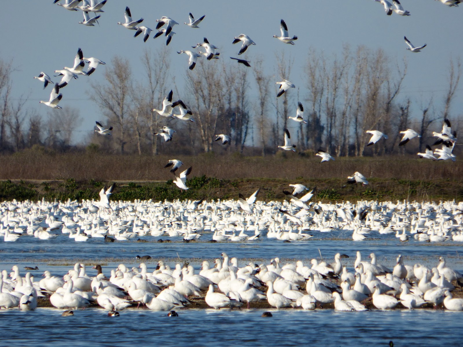 Geotripper's California Birds Ross's Geese at the Merced National