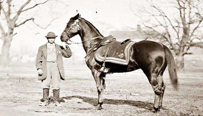 Equus Caballus atau Equus Ferus Caballus 10 KUDA PERANG PALING TERKENAL DALAM SEJARAH