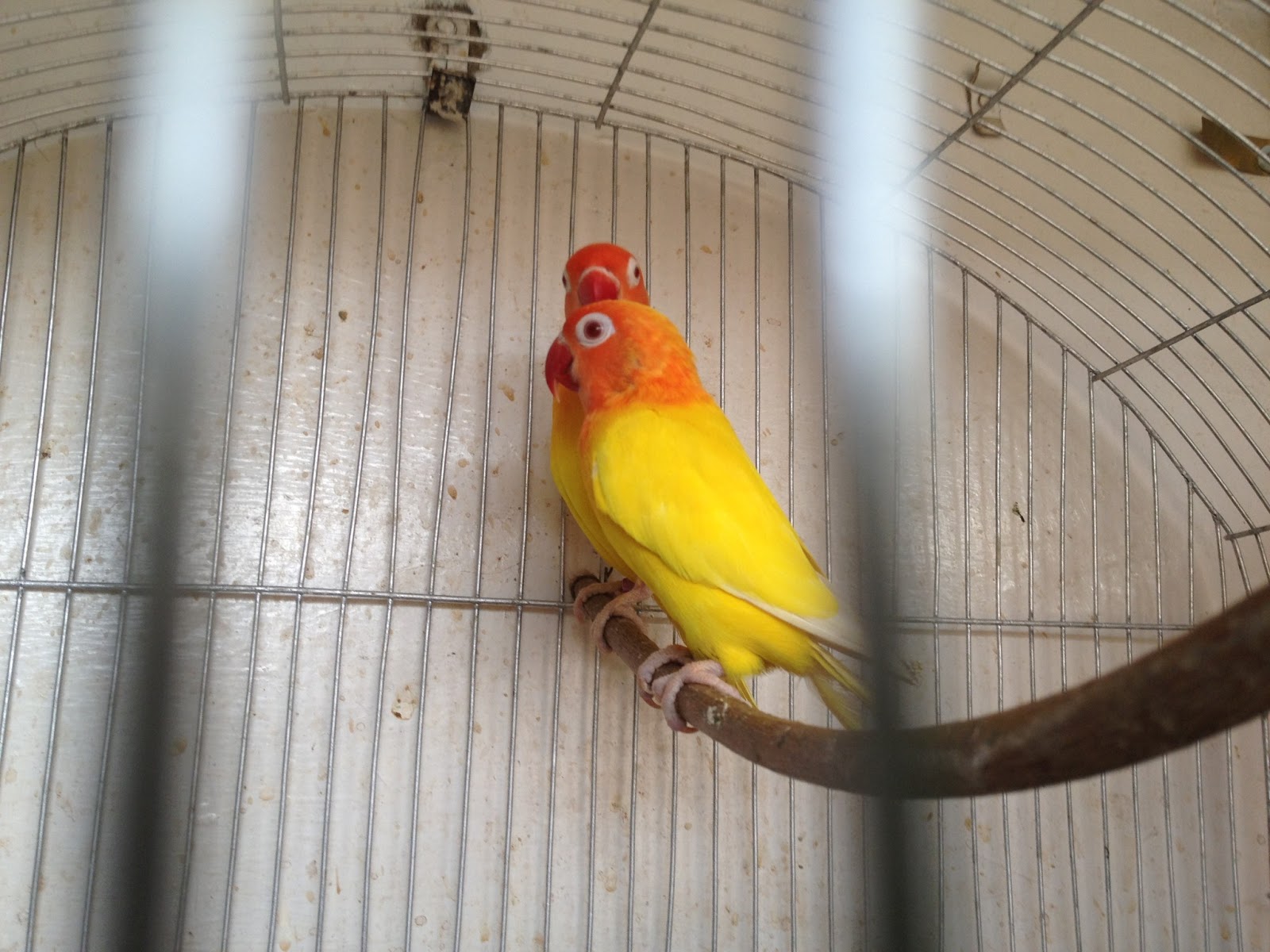 fisher birds sale in karachi